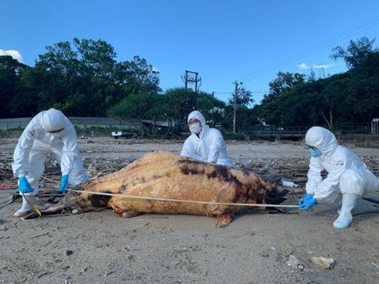 Two dead dolphins found on Pui O Beach