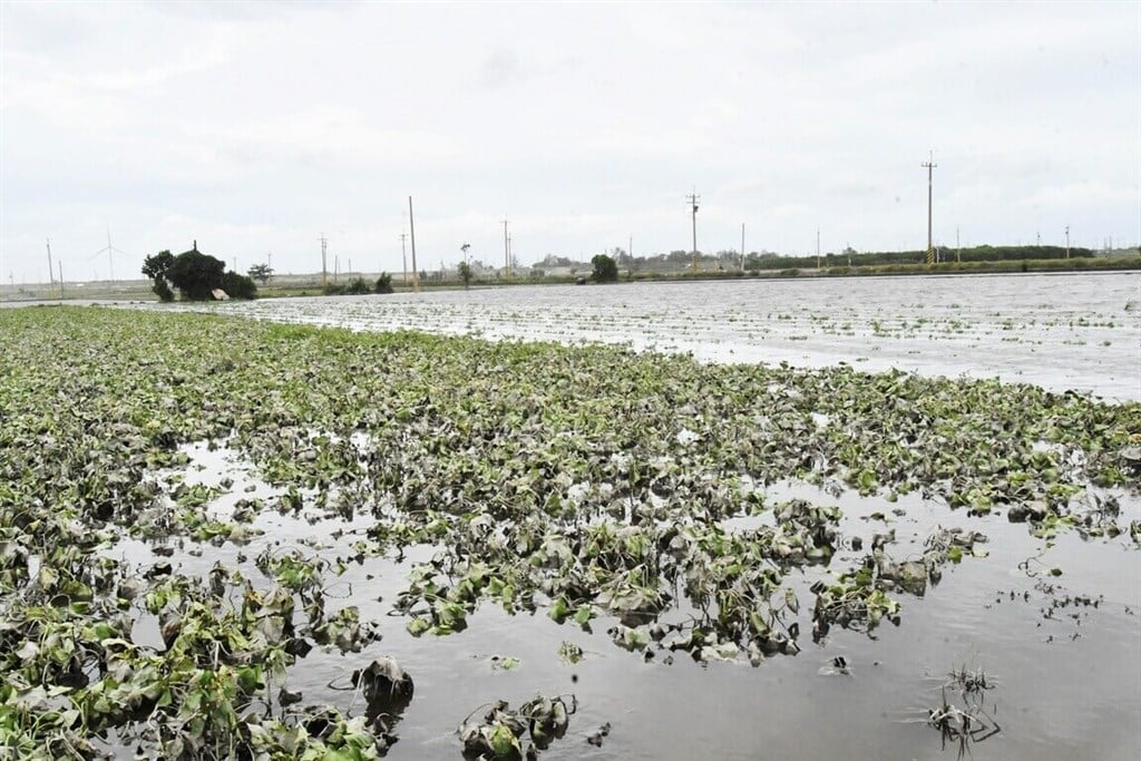Typhoon Gaemi agricultural losses estimated at NT$1.8 billion