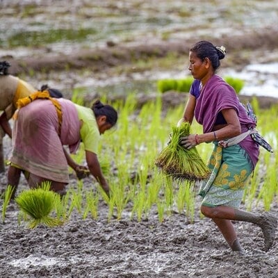 Union Budget 2024: Kaveri Seed up 14%; govt to release high yielding crops