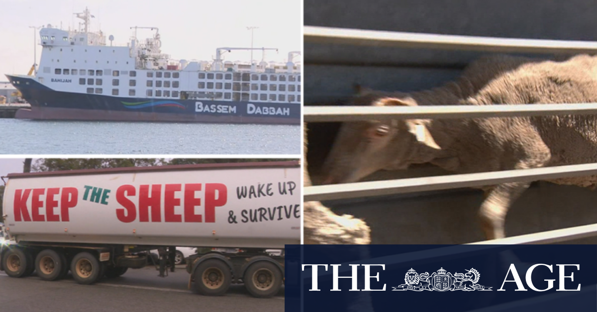 WA farmers react to live sheep export ban