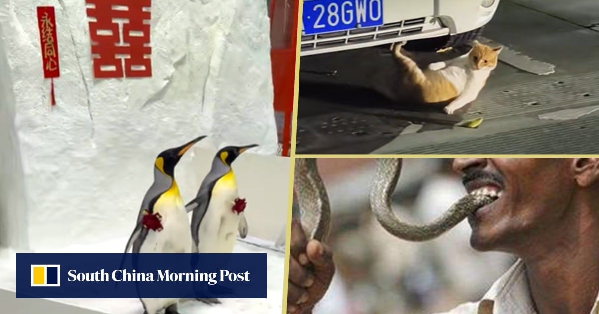 Weird and wonderful news: cat works out, penguins tie knot, man bites snake in revenge