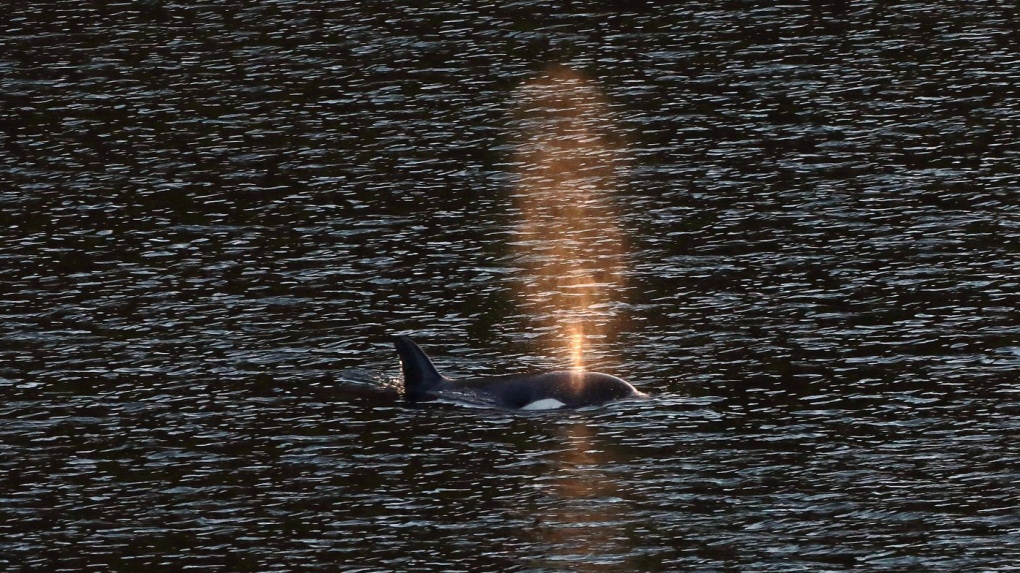 Whale researcher says orphan orca 'likely' seen off Vancouver Island at Friendly Cove