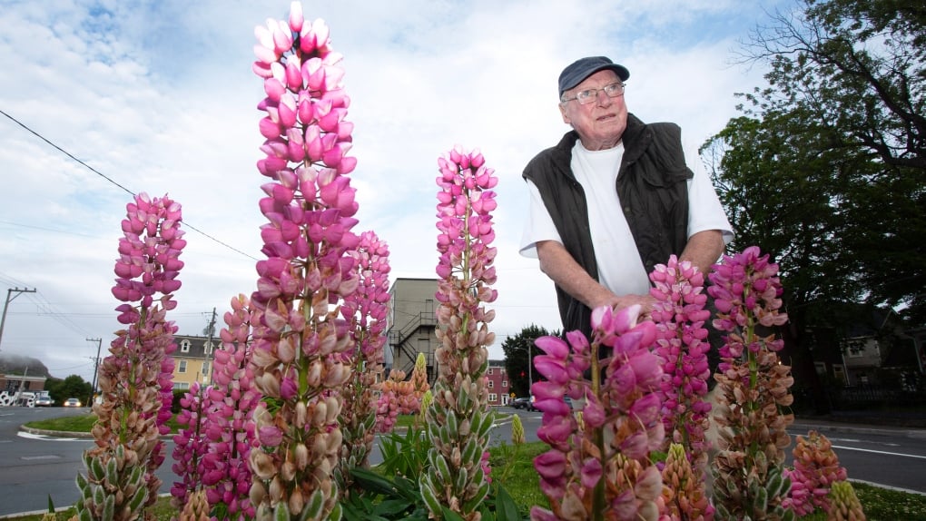 Why does purple dominate in lupin fields? Biology and the bees, says scientist