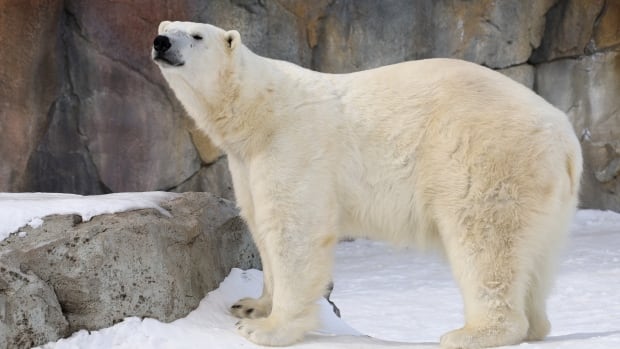 Wild Canada exhibit at Calgary Zoo closes after polar bear dies