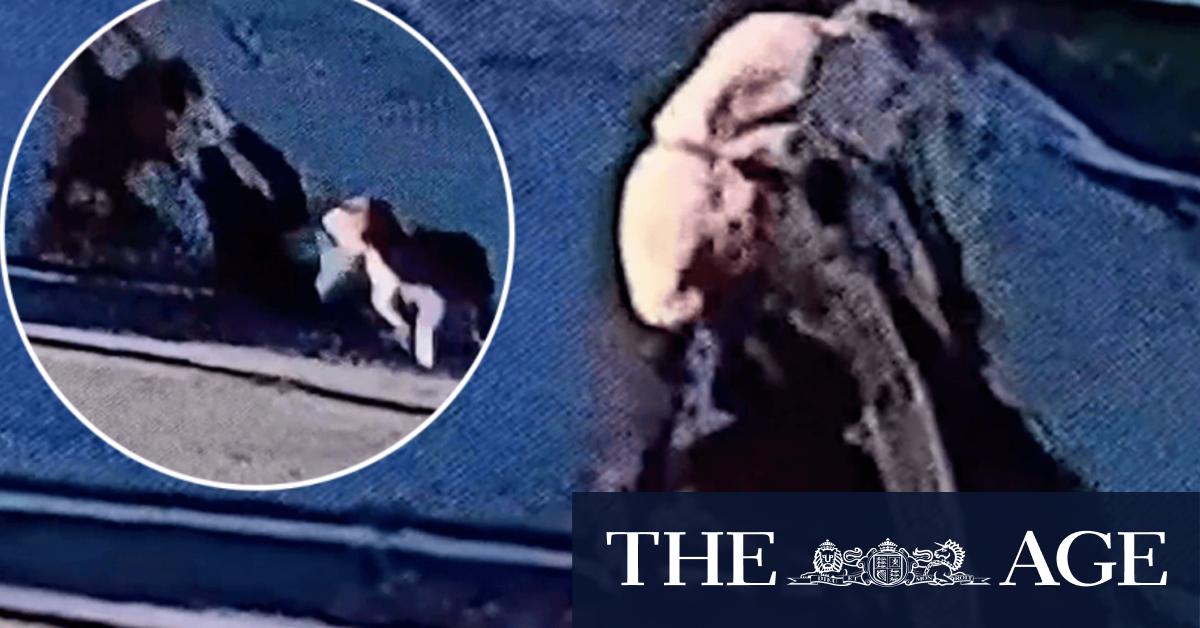Woman dragged by dog in vicious attack