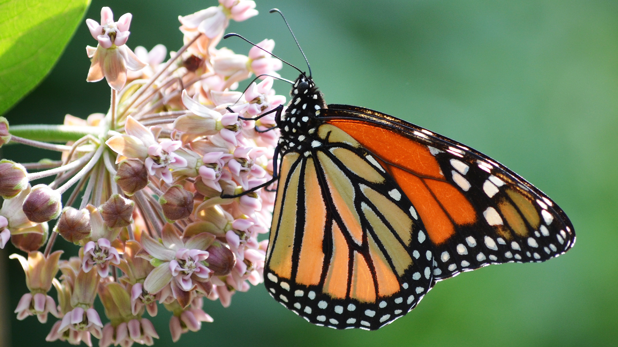 How everyone can help monarch butterflies