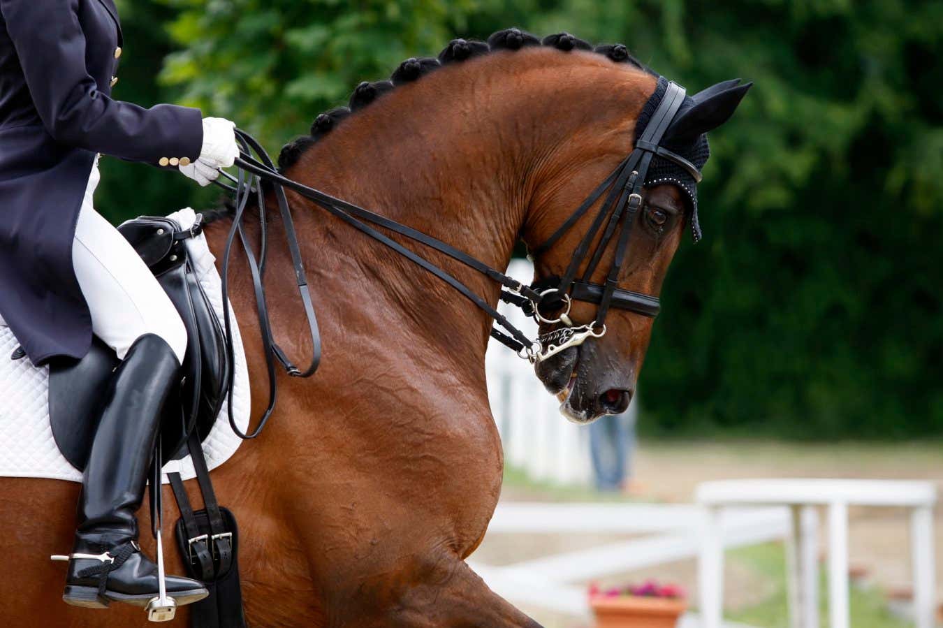 Are horses in equestrian sports being harmed by bending their necks?