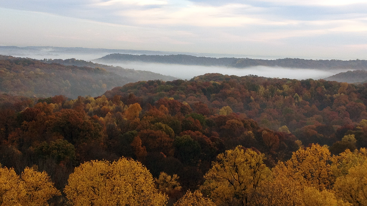 The Invisible Hand of Carbon Dioxide on Forest Productivity