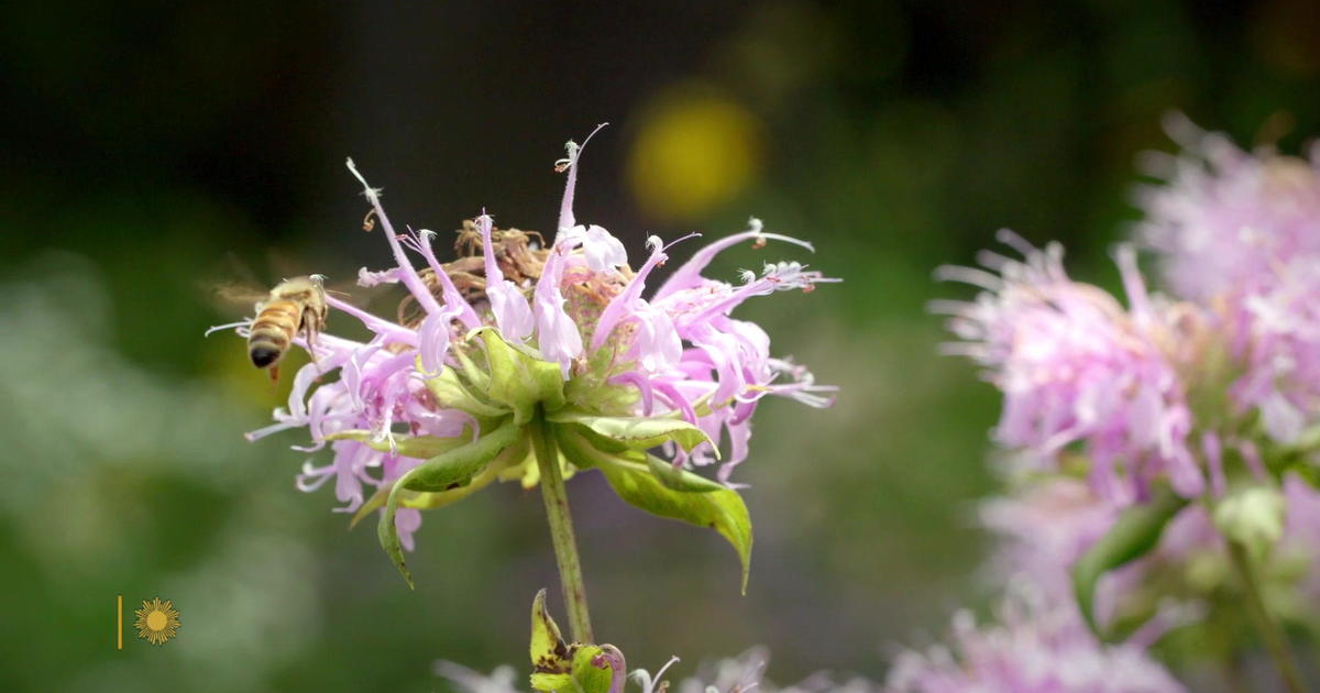 Nature: Wildflowers in Ohio