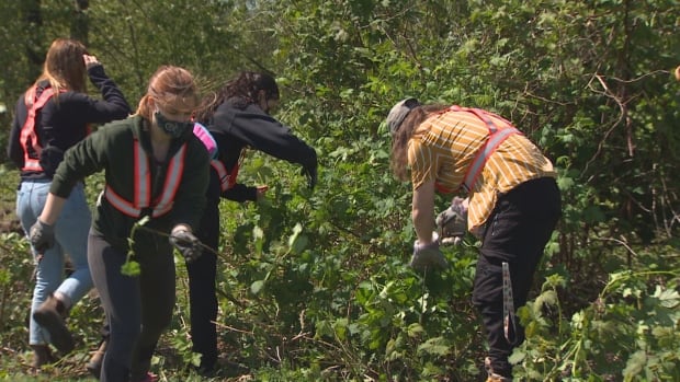 British Columbians encouraged to take action against invasive species