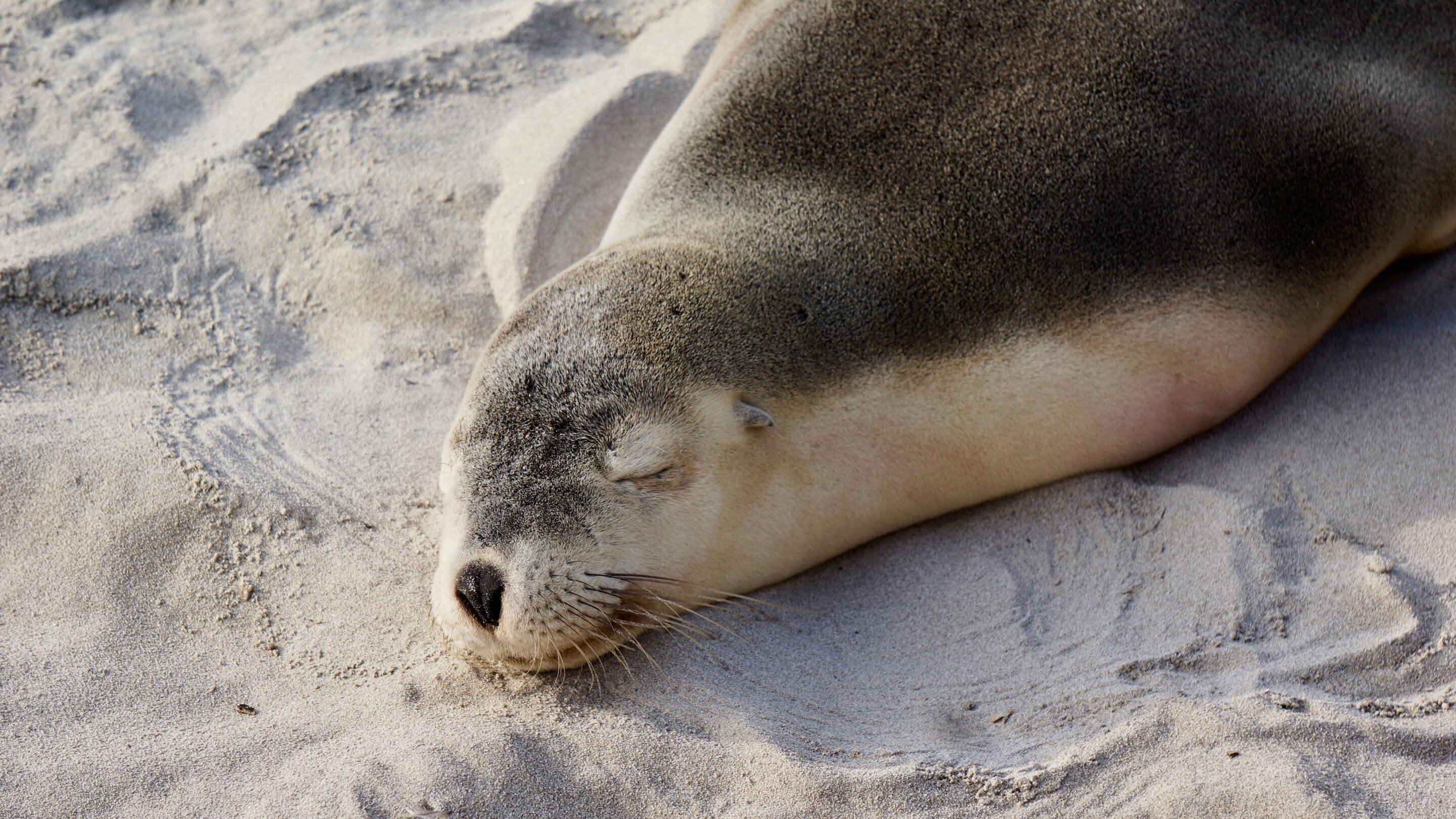S.Africa to trial vaccination of seals after first rabies outbreak