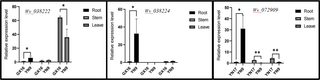 Genome-wide association study of the loci and candidate genes associated with agronomic traits in Amomum villosum Lour