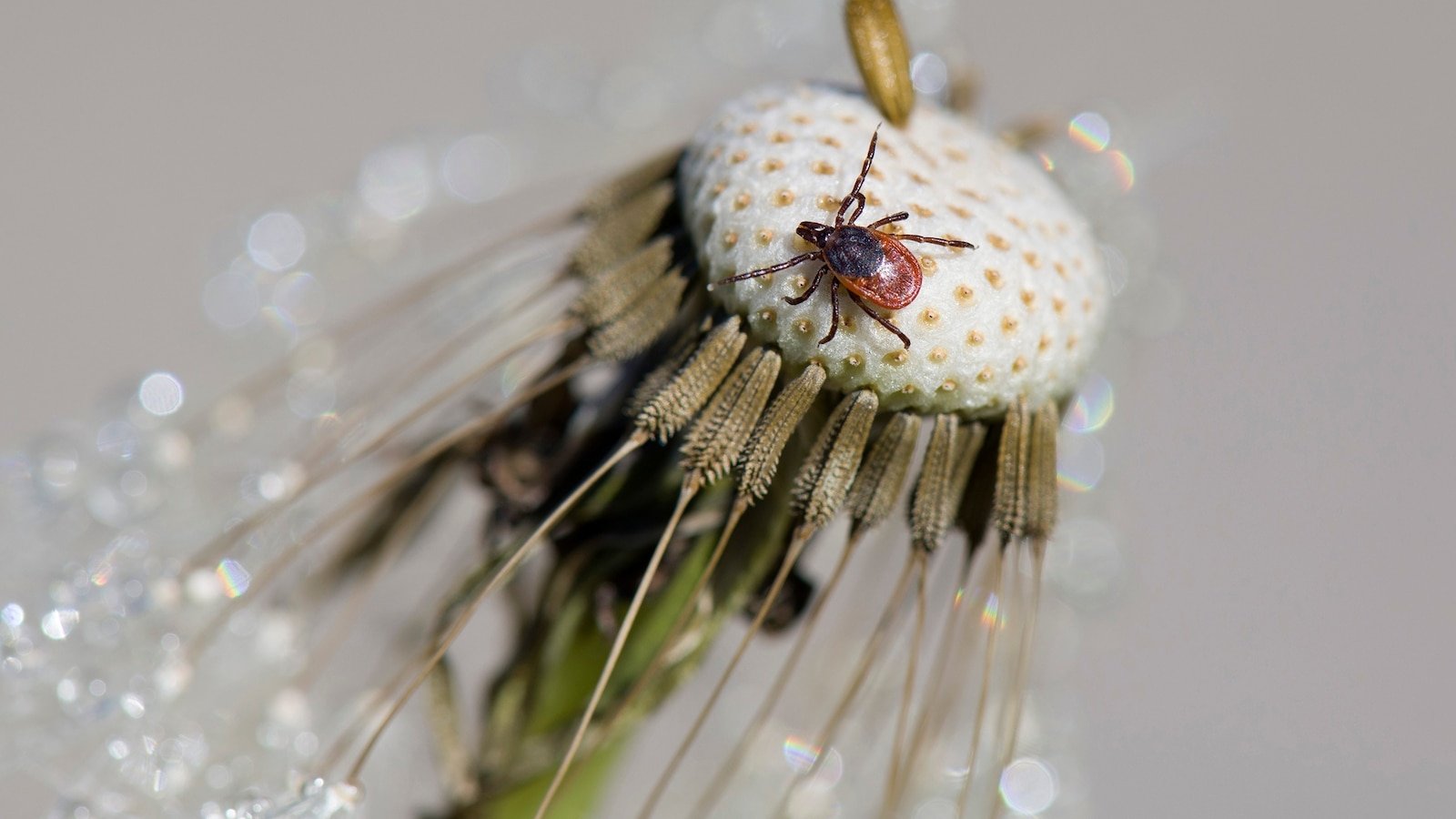 These regions could see a 'boom' in tick populations due to climate change: Study