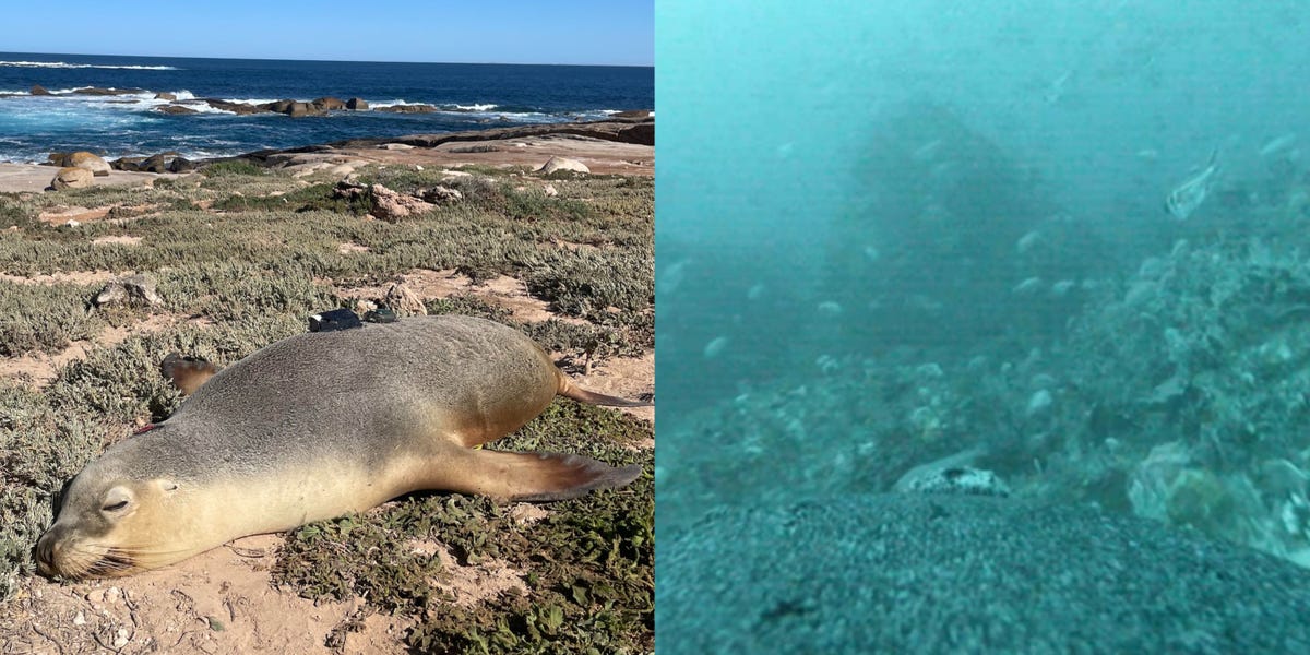 Sea lions with cameras got stunning video of never-before-seen habitats on the ocean floor, surprising scientists