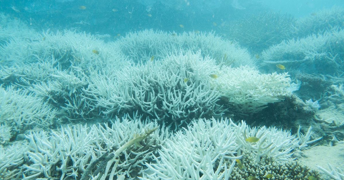 The Great Barrier Reef faces its biggest threat in centuries