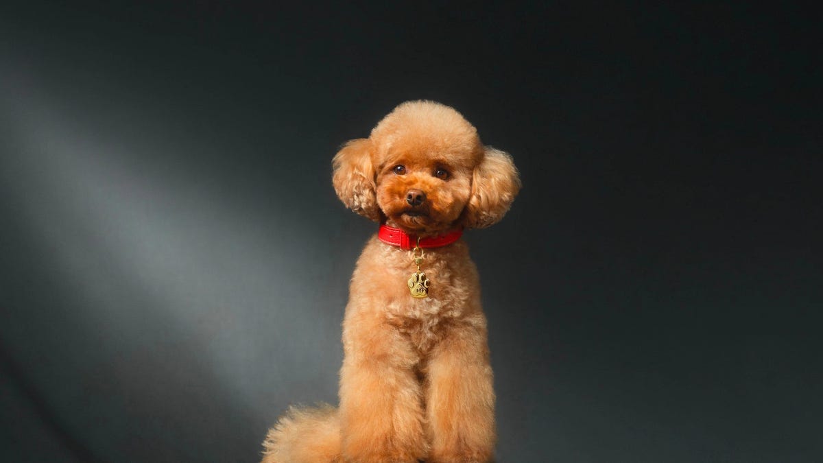 Dolce & Gabbana just launched $105 perfume for dogs