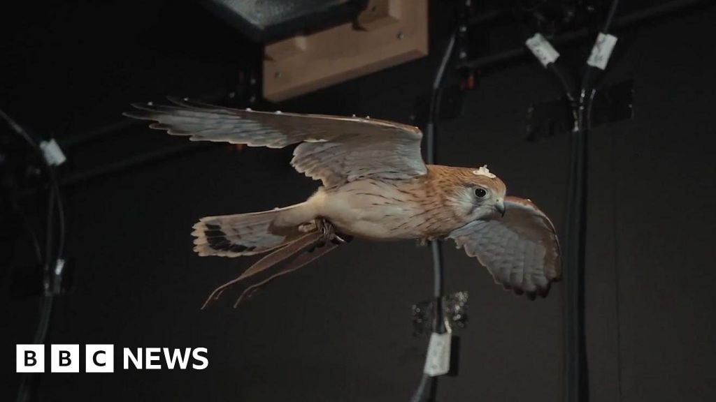 Secrets of hovering kestrels to help drones beat city winds