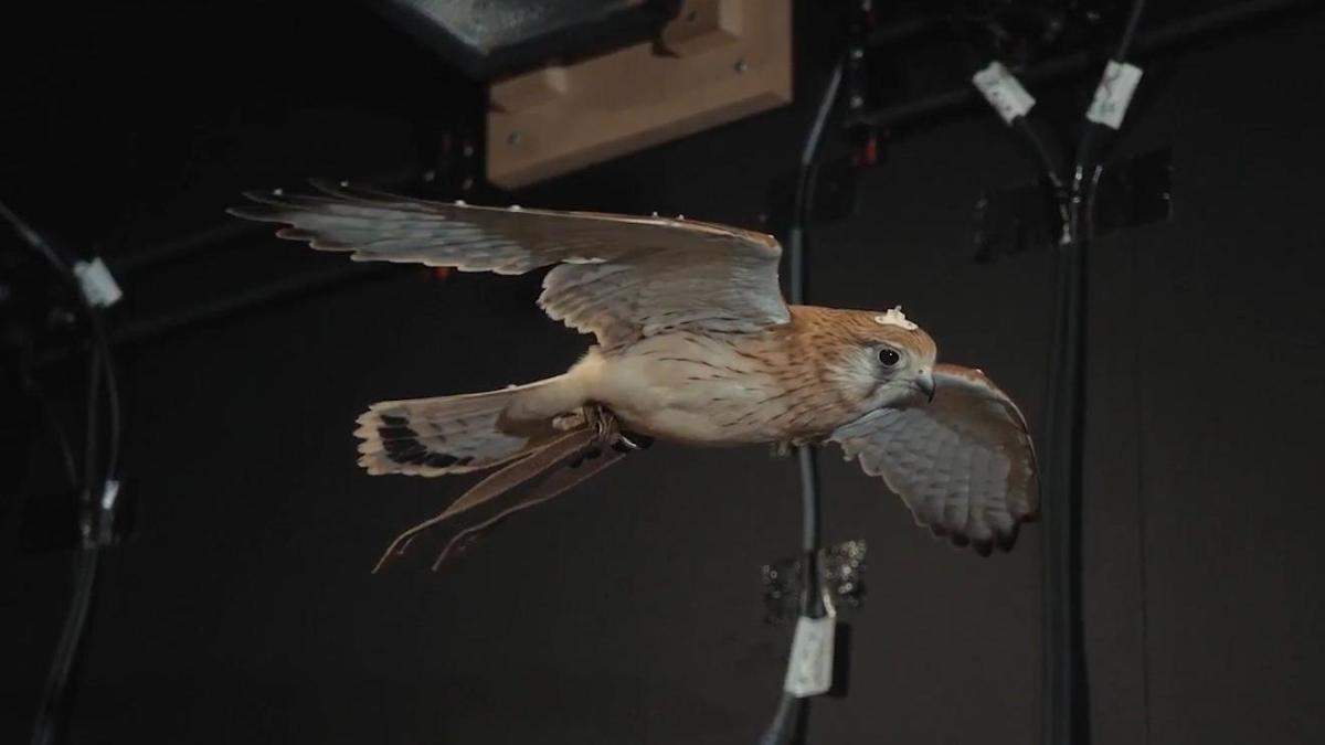 Secrets of hovering kestrels to help drones beat city winds