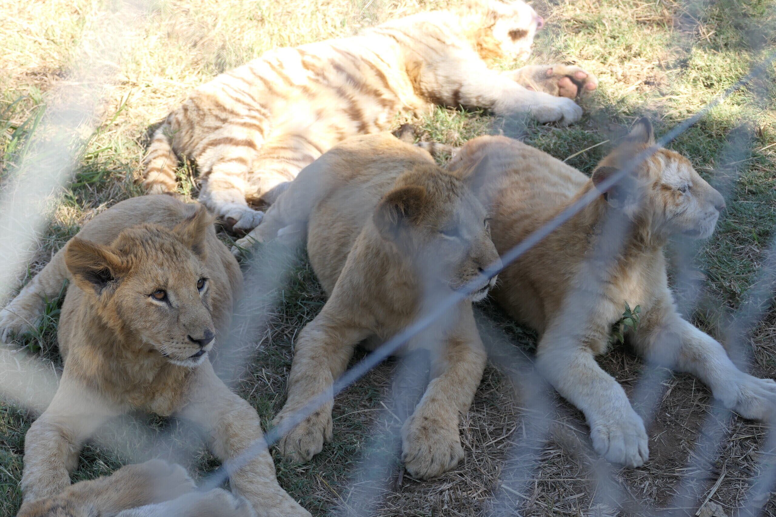 South Africa's controversial lion farming industry is fueling the illegal international trade in big cat bones