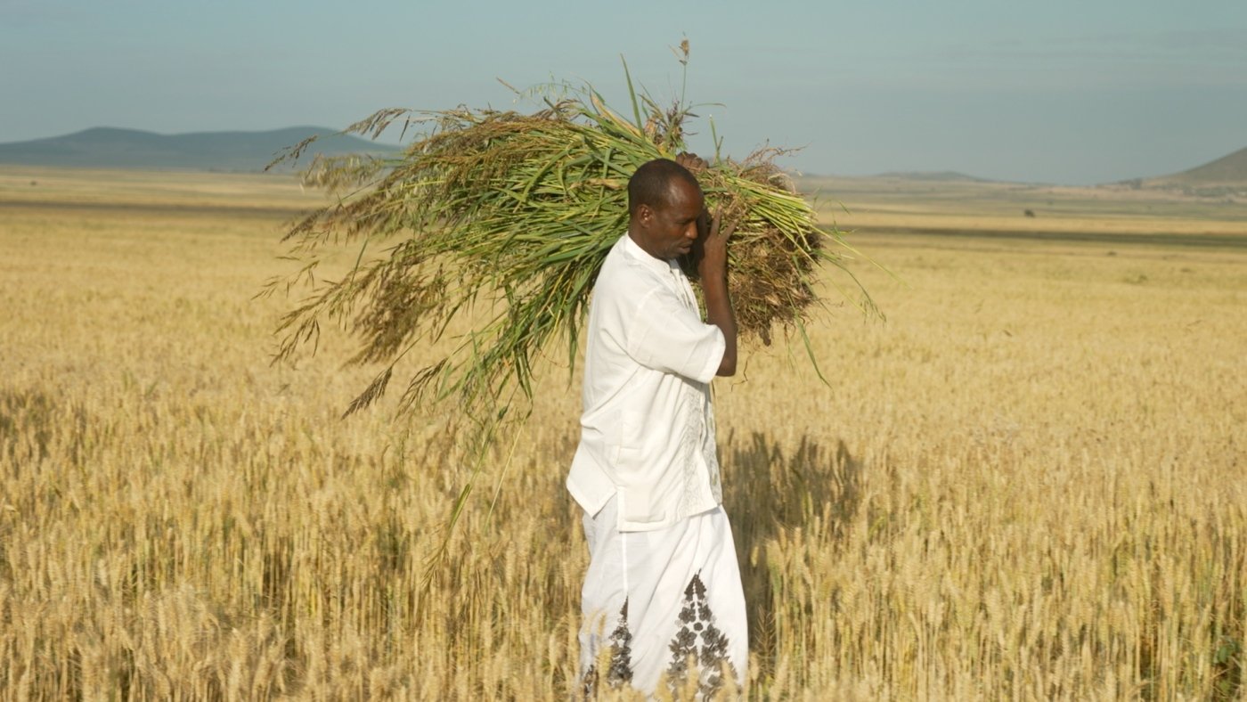 What is 'food resilience'? Ask these Ethiopian farmers facing conflict and drought