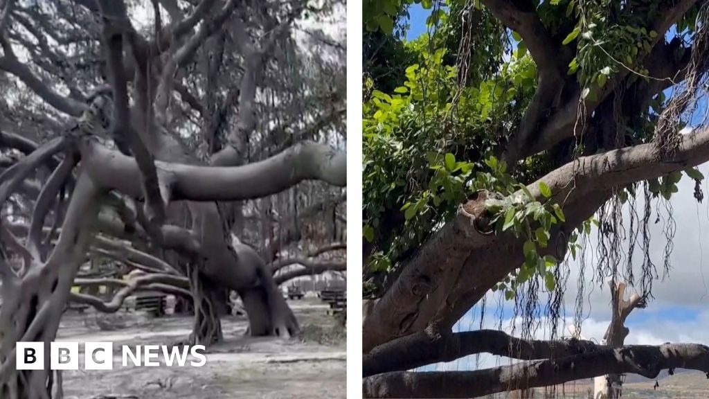 Iconic banyan tree showing signs of life after Maui wildfire