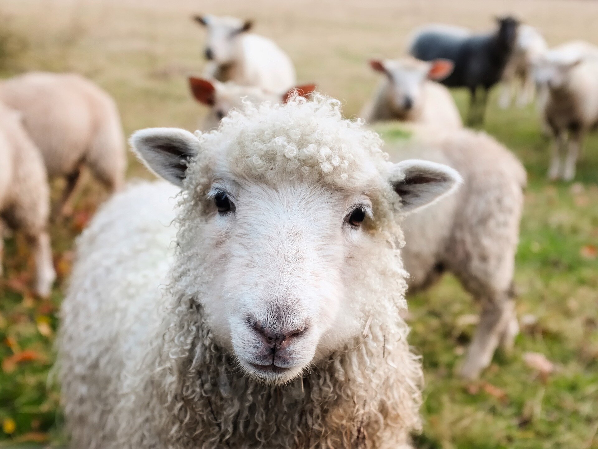 French sheep farmers fret over bluetongue outbreak