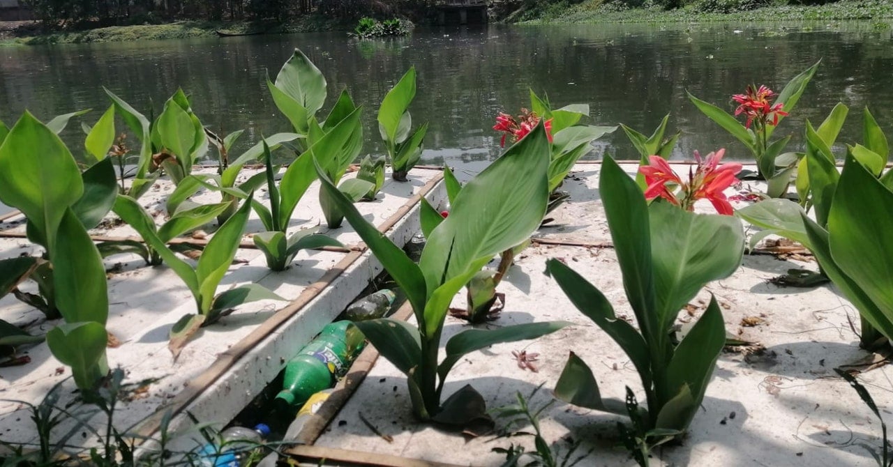 Polluted Lakes Are Being Cleansed Using Floating Wetlands Made of Trash