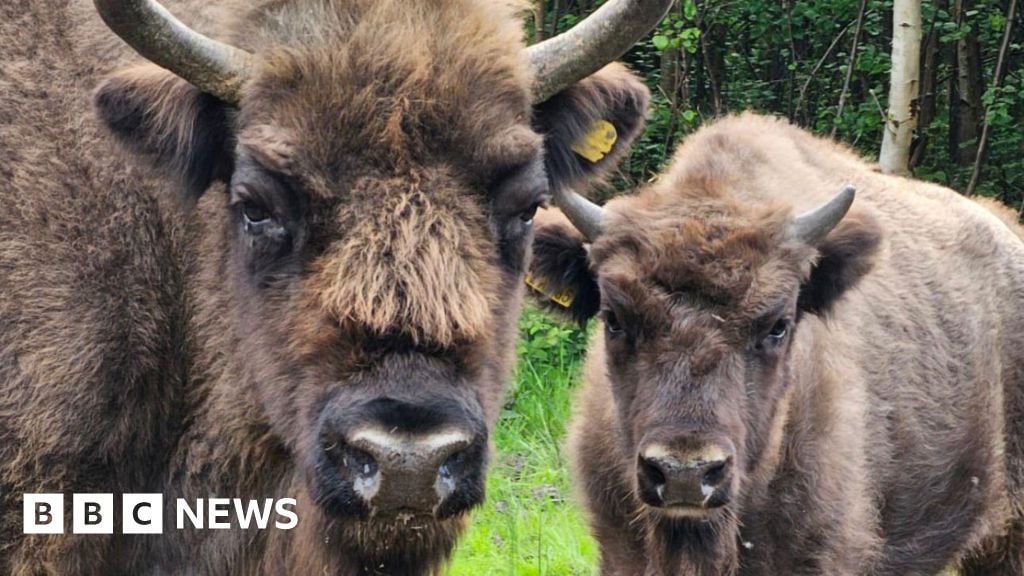 UK's only free-roaming bison herd thriving in Kent