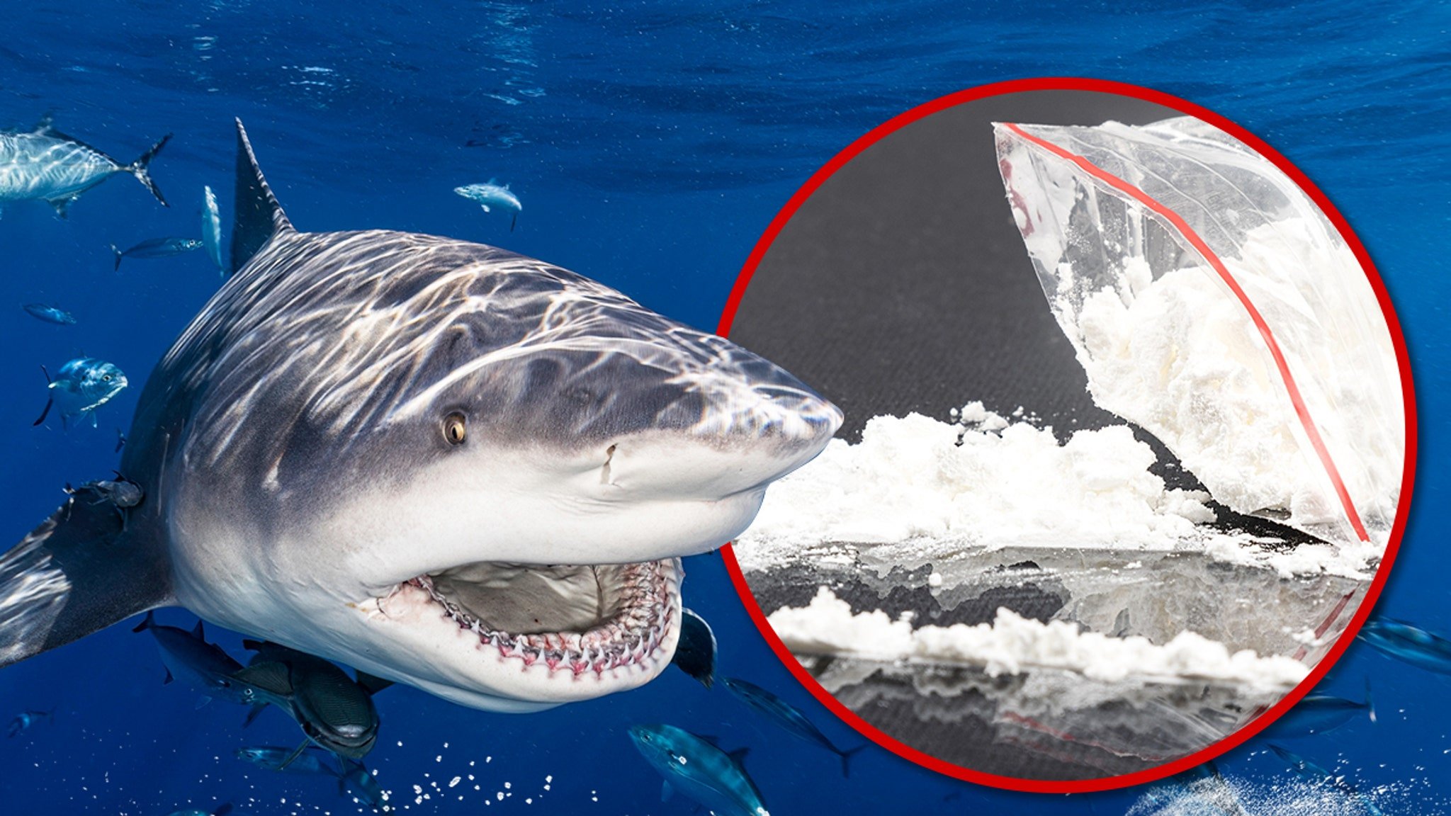 Thirteen Brazilian Sharks Test Positive for Cocaine, Researchers Say