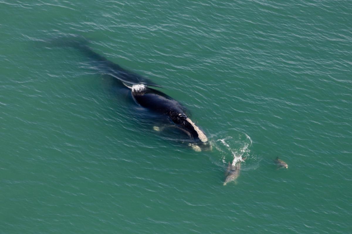 Scientists hopeful after sighting of rare whale not seen in over a century: 'Such an unbelievable occurrence'