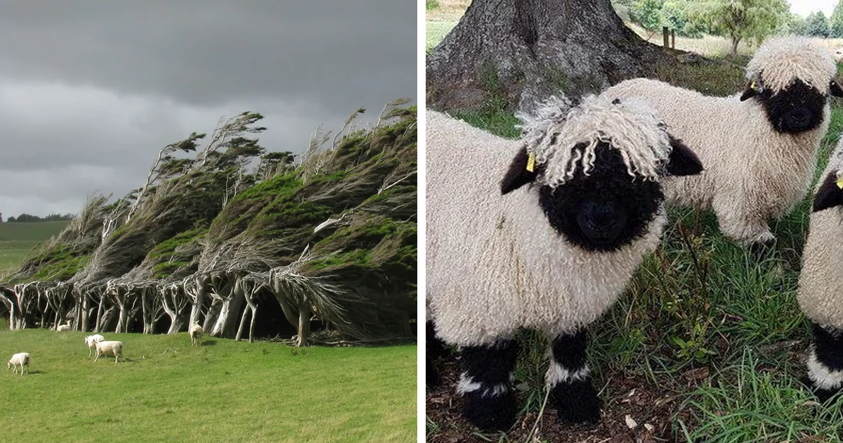 80 Interesting Posts That Prove New Zealand Is A Whole Different World