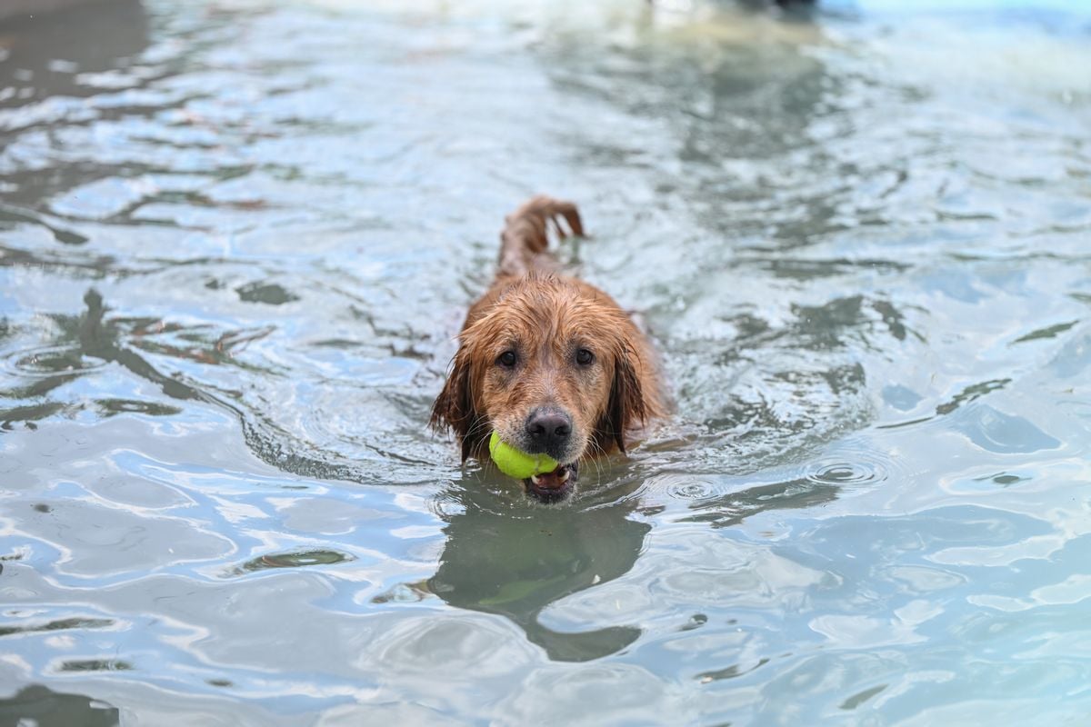 World Economic Forum Called for Slaughter of Pets to Prevent Global Warming?