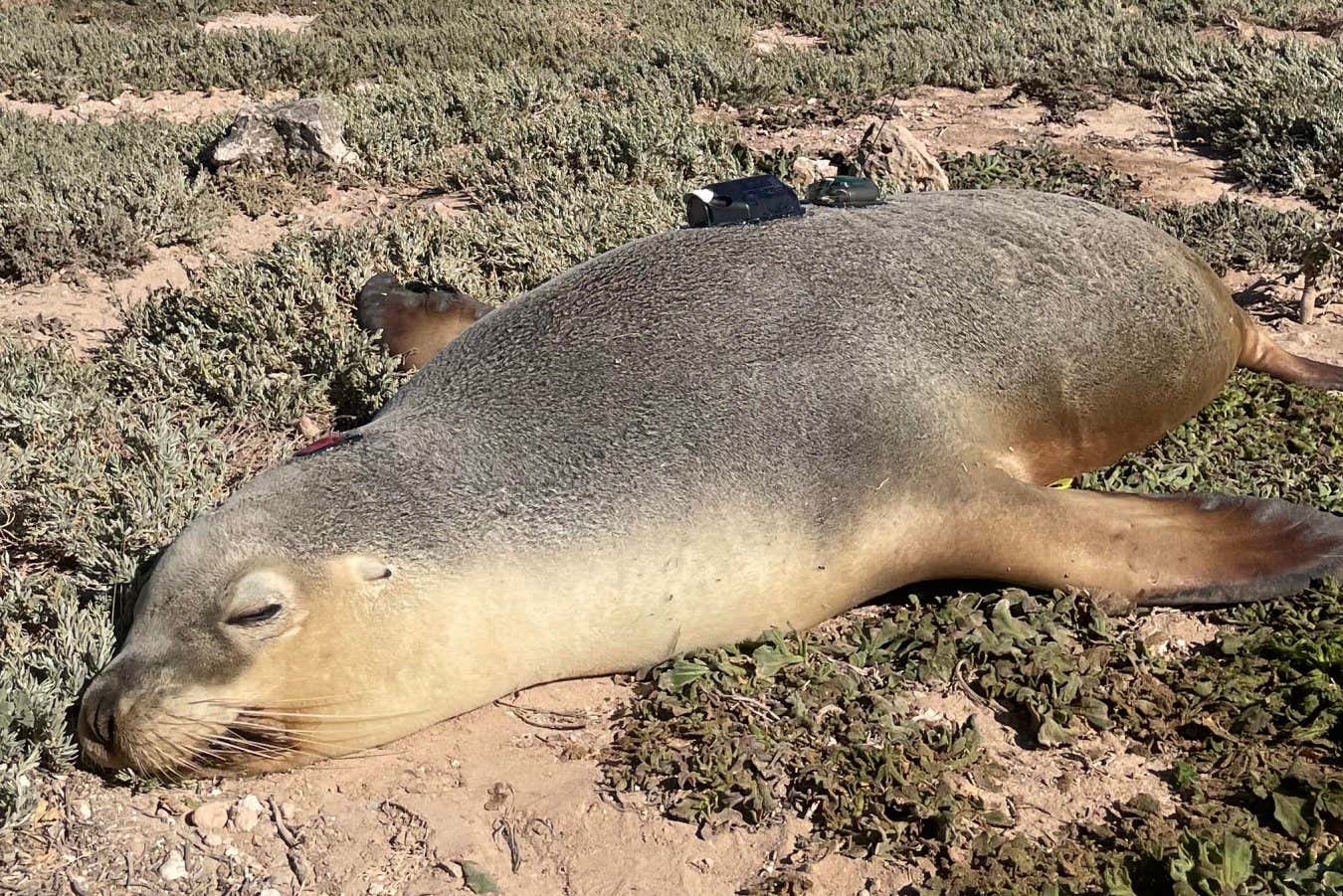 Sea lion cameras record amazing predator's view of the ocean