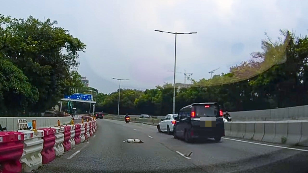 2 Hong Kong drivers injured, dog dead after 2-car collision on Yuen Long road