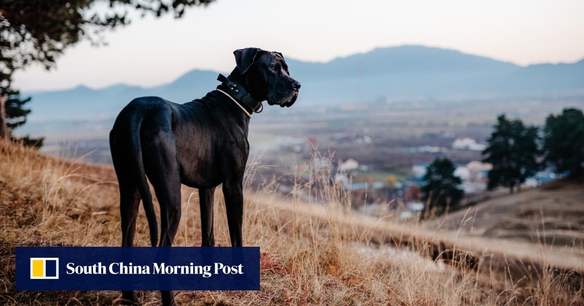 25 Great Danes linked to fatal dog attack in northern California