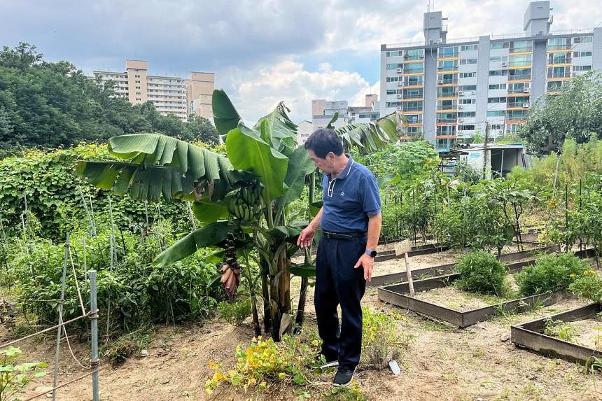 As temperatures rise, South Korean farmers experiment with tropical bananas