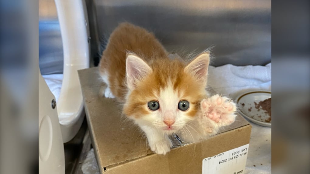 Bide Awhile shelter in Dartmouth, N.S., asking for donations to help two dozen kittens