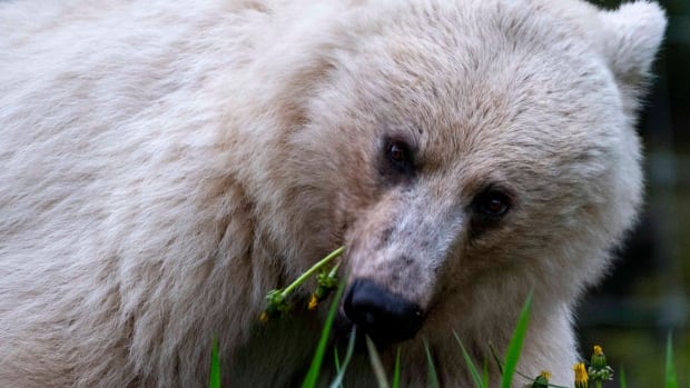 Calgary artist's tribute to famous white grizzly bear will help support wildlife conservation