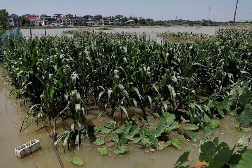 China vows financial support to restore agricultural output after floods