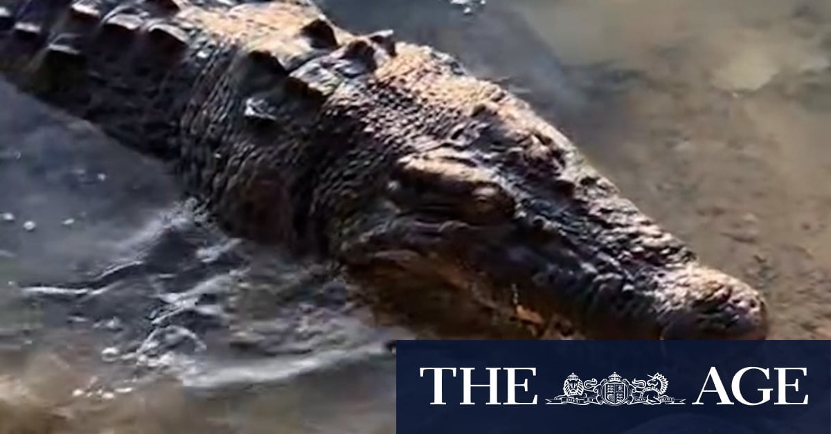 Crocodile spotted at Crocodile Bend in Cooktown
