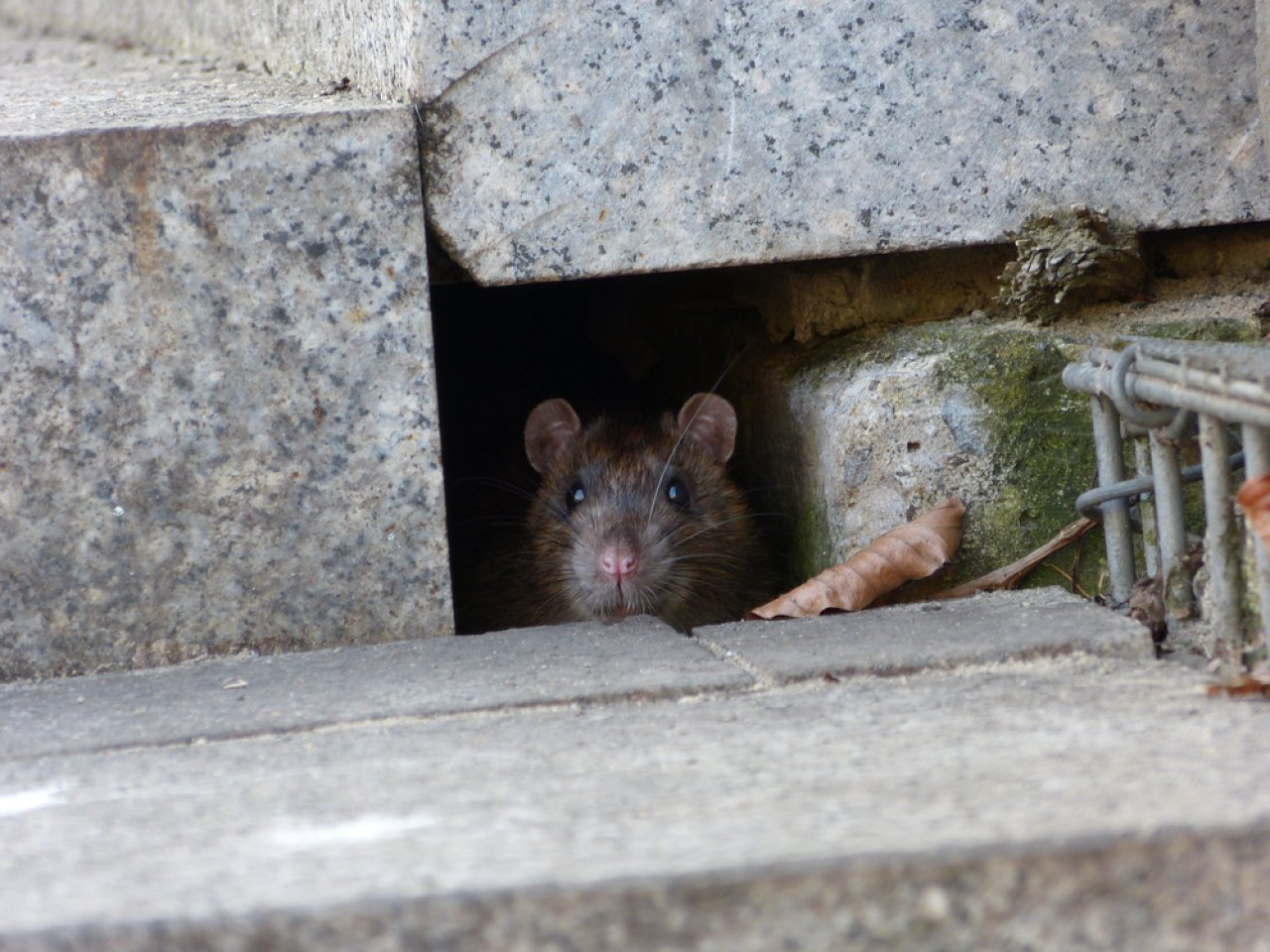 DAB urges government to tackle rat problem in Wan Chai