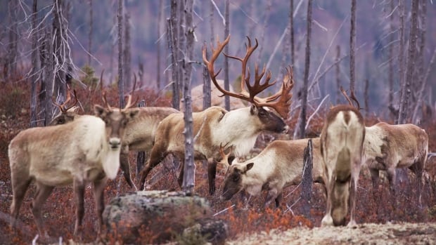 Experts say Quebec wind turbine project threatens caribou habitat
