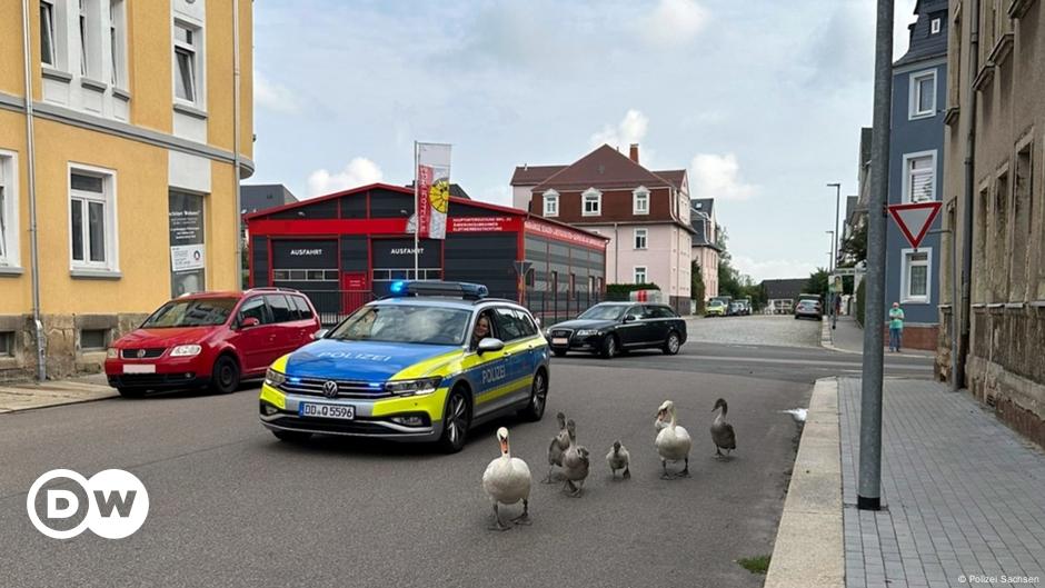 German police take jaywalking swan family under their wing
