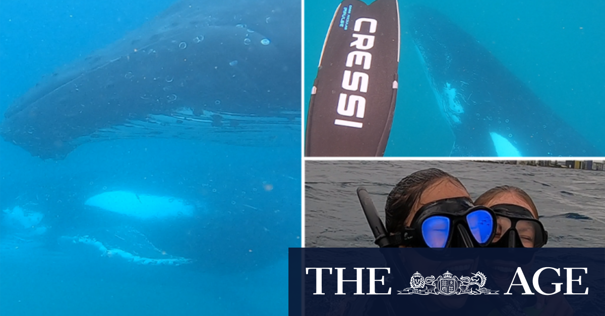 Gold Coast swimmers' incredible encounter with pod of whales