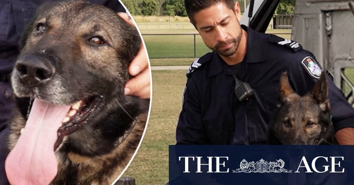 Hero police dog Kaos dies aged 12