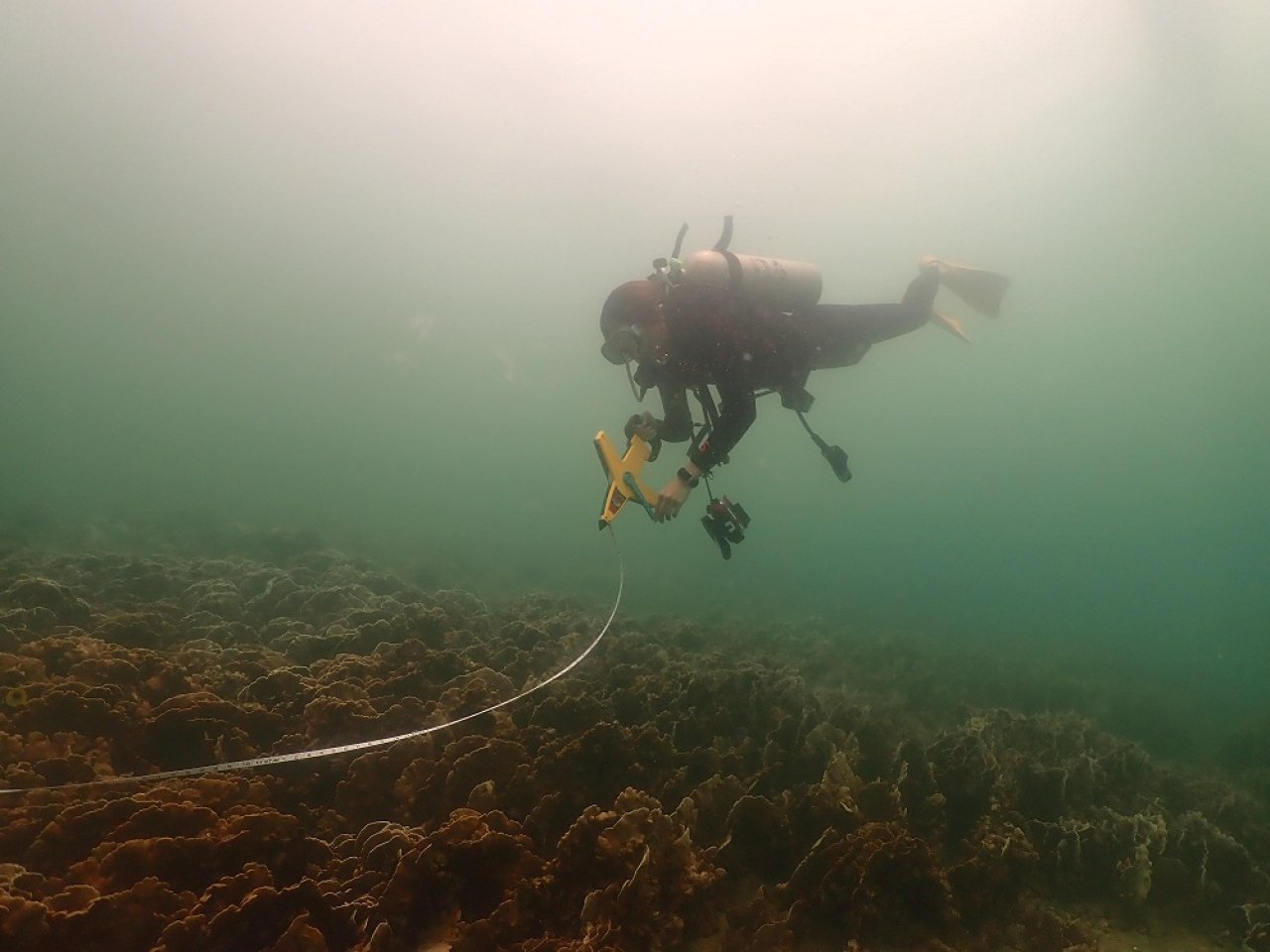 HK green group urges action on coral bleaching