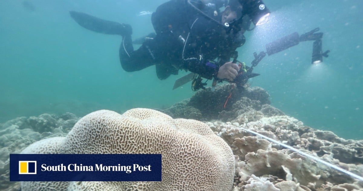 Hong Kong marine life under threat as scientists warn of more frequent coral bleaching