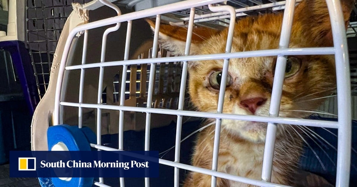 Hong Kong woman arrested for suspected animal cruelty after 32 cats found in her flat