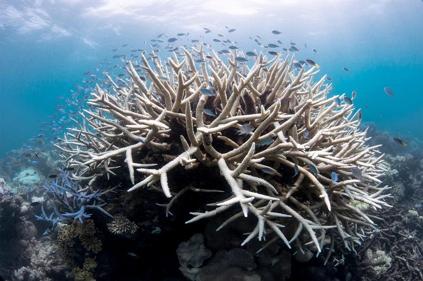 Hottest oceans in 400 years endanger Great Barrier Reef, scientists say