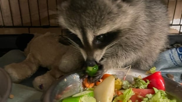 How do you feed wounded raccoons and baby bats? This wildlife centre finds a way